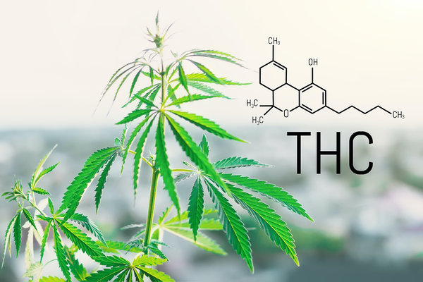 Cannabispflanze und THC Strukturformel