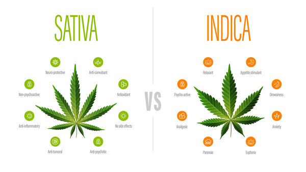 Unterschied Indica/Sativa